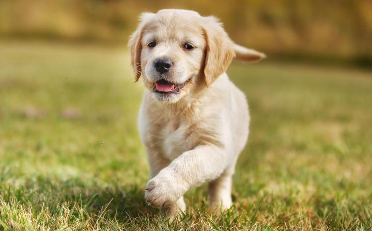 9 Internationale spreekwoorden over de hond