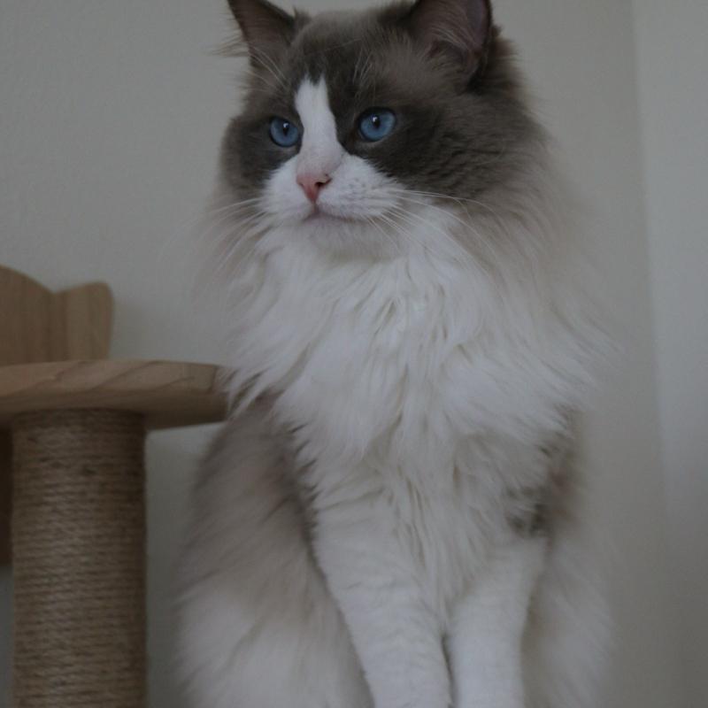 10 Katzenrassen, die selbst Hundefans verzaubern können