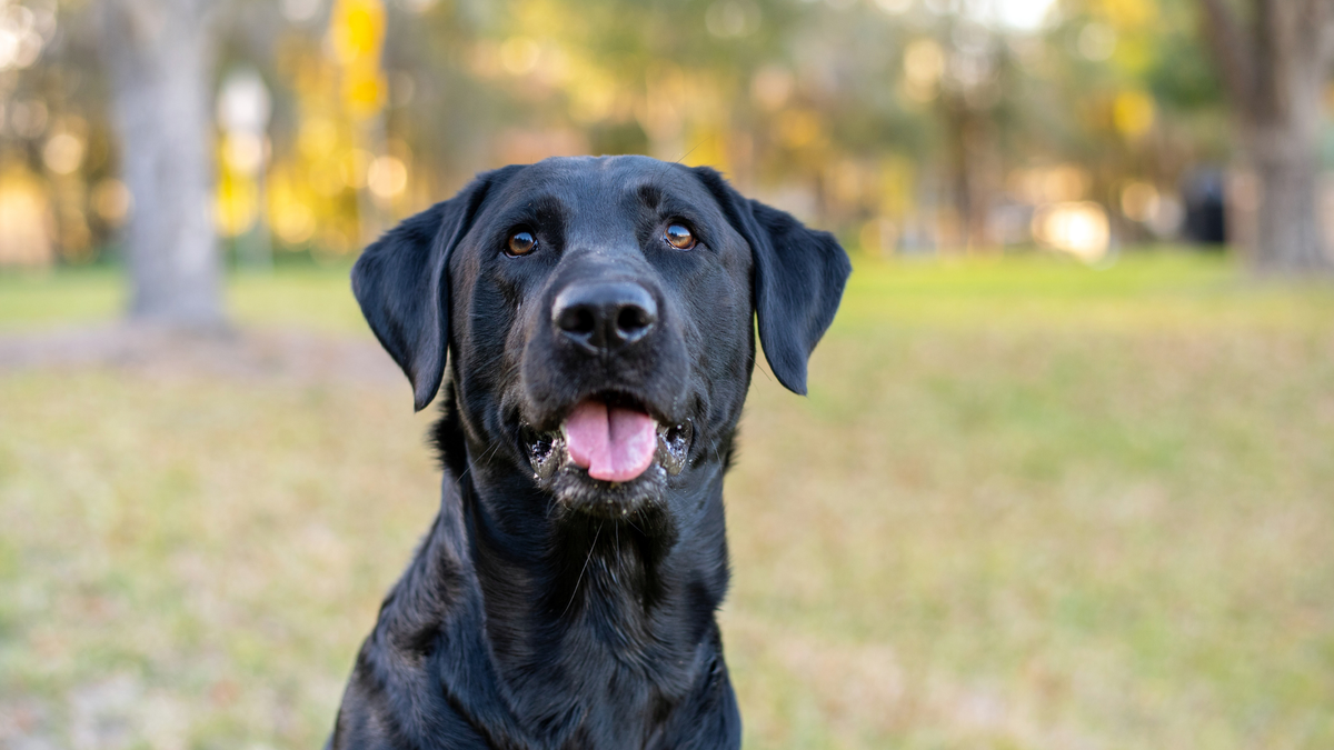 Zwarte hond buiten tijdens een wandeling