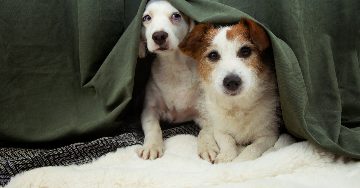 Hond bij dierenarts voor angstadvies
