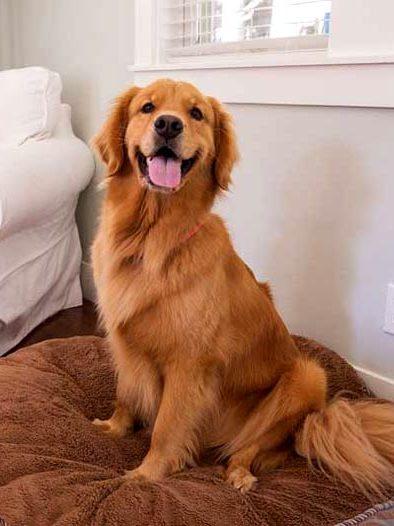 Blije hond