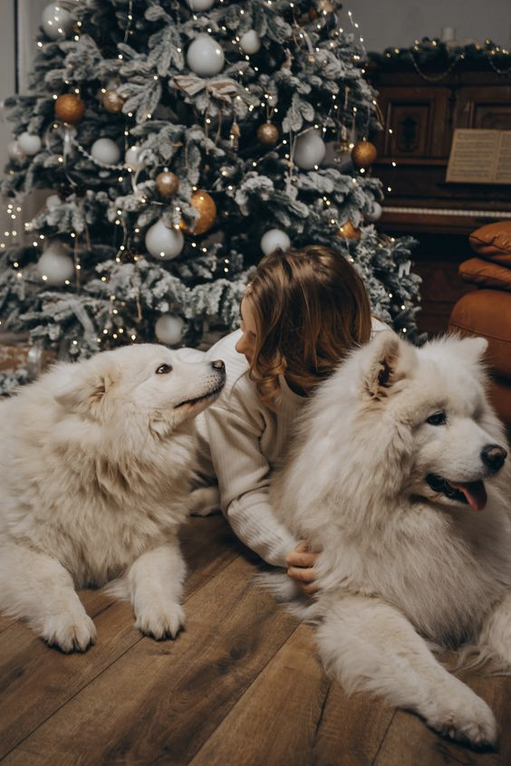 Kerstfoto met hond of kat
