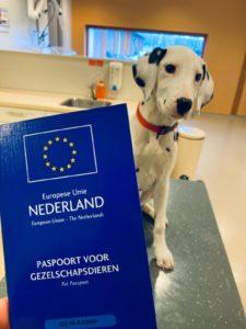 Hondenpaspoort en documenten voor dierenarts