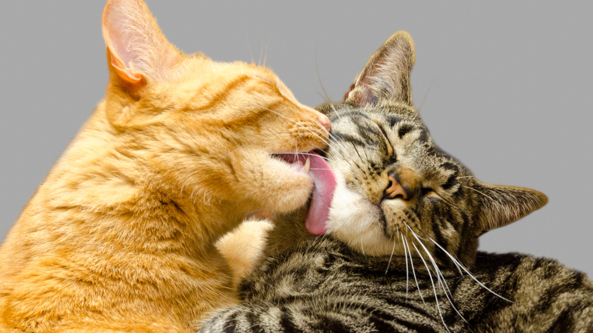 Gekke kattengedragingen: kat likt gezicht van baasje als teken van affectie