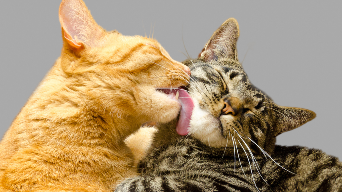 Gekke kattengedragingen: kat likt gezicht van baasje als teken van affectie