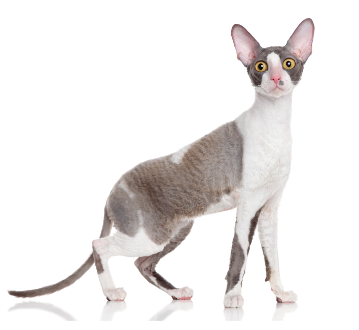 Cornish Rex kat met korte krulvacht