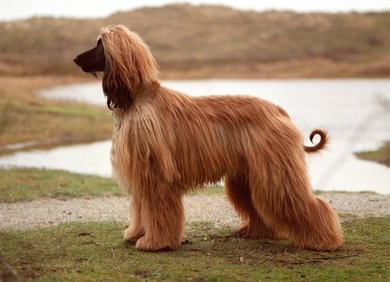 Afghaanse windhond