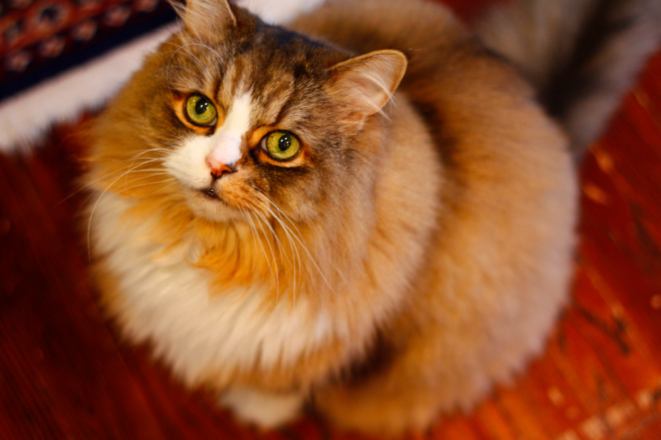 Ragamuffin kat op schoot
