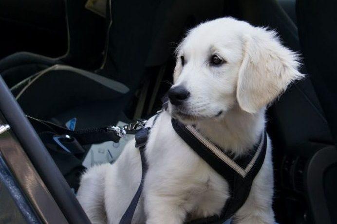 Hond met goed passend tuigje
