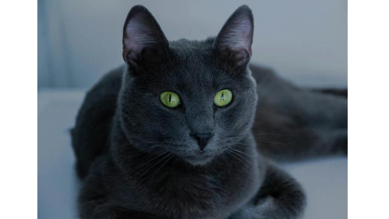 Zwarte variant van de Russische kat met groene ogen