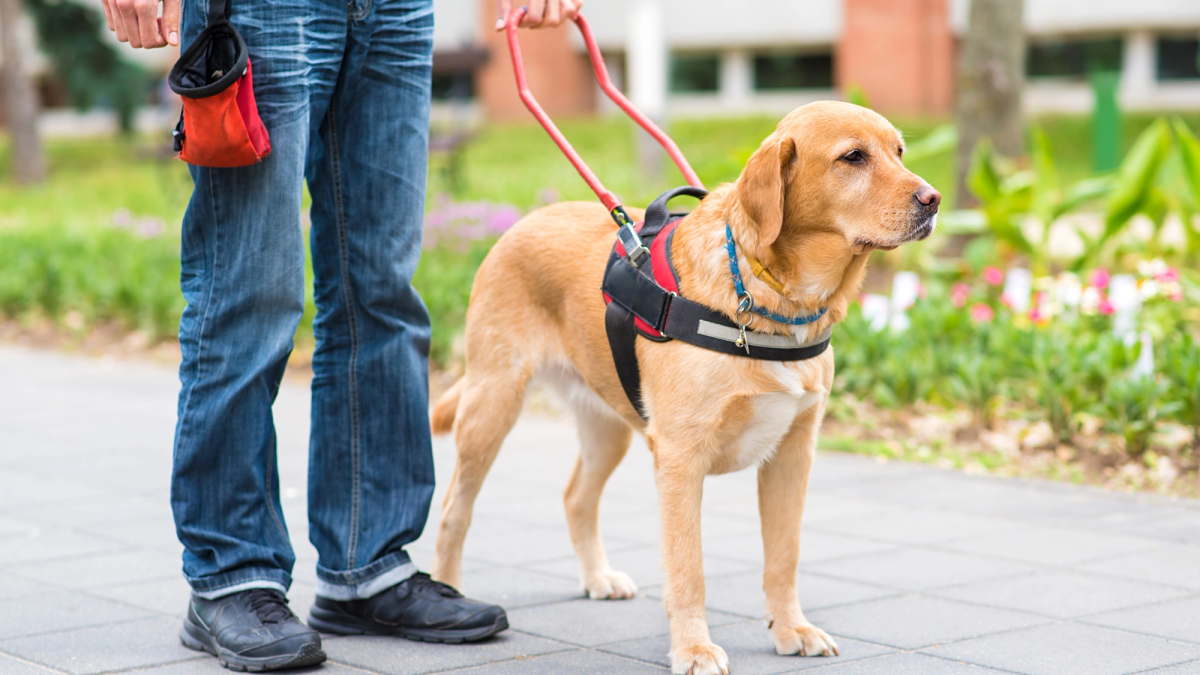 geleidehond begeleidt baas door drukke straat