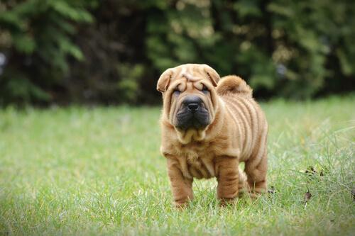 Shar-Pei