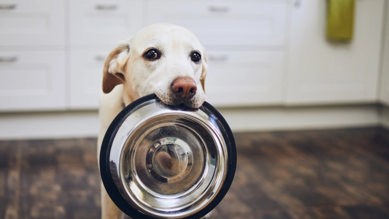 10 gevaarlijke snacks die jouw hond of kat NIET mag eten!