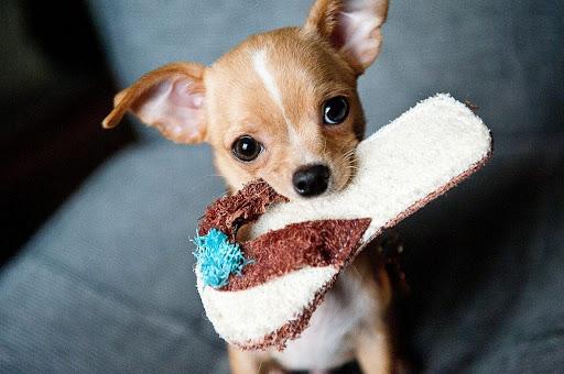Een lichtbruine Chihuahua houdt een stoffen speeltje vast
