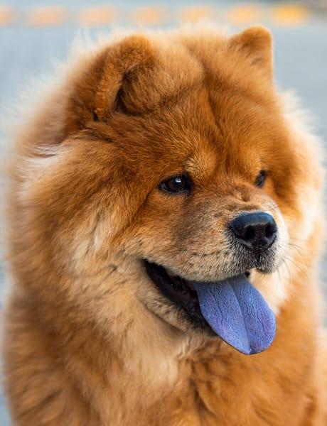 Chow Chow