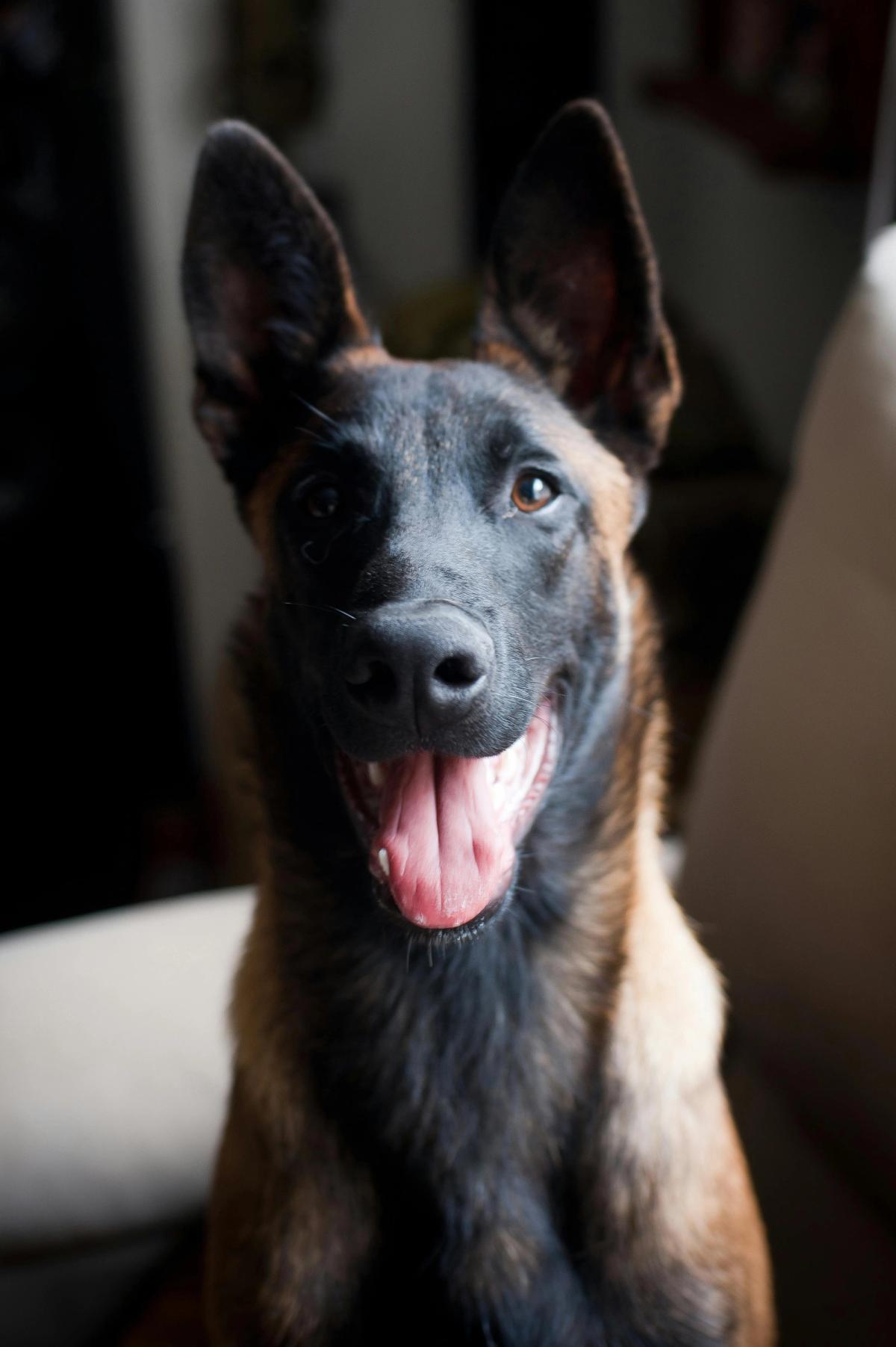 Vergleich: Belgischer Malinois vs. Deutscher Schäferhund