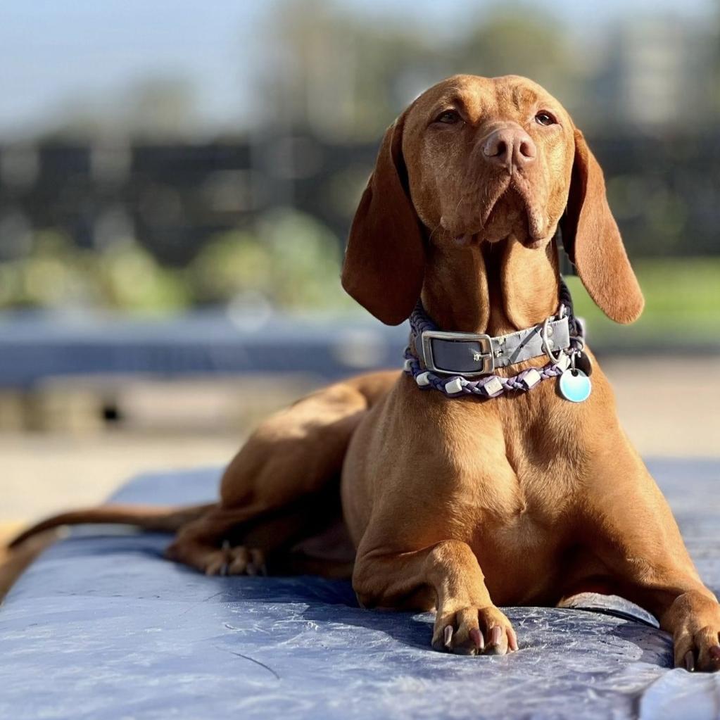 Die Vizsla-Rasse: Authentische Einblicke