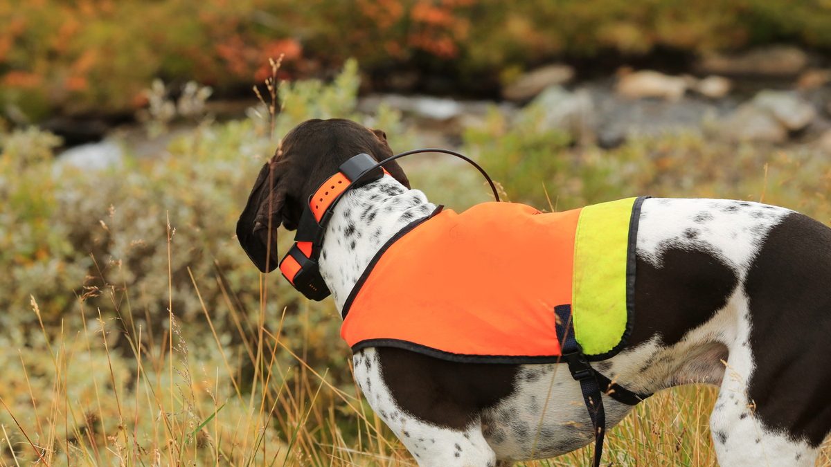 Hond met reflecterende halsband tijdens avondwandeling