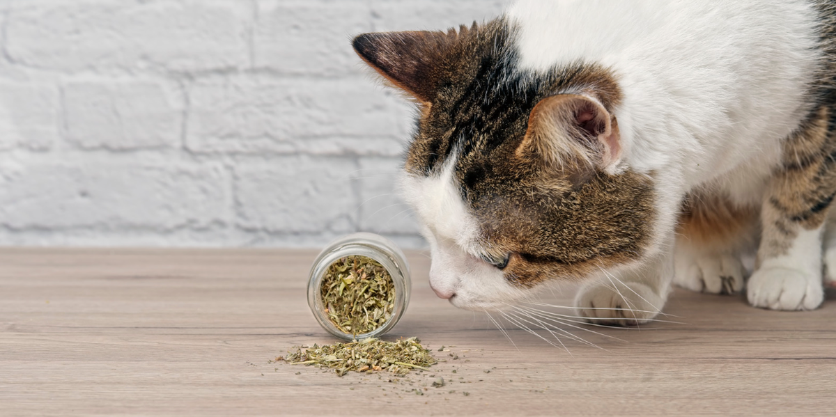 Een witte kat met grijze oren snuffelt nieuwsgierig aan een potje kattenkruid, met een ontspannen en speelse uitstraling.