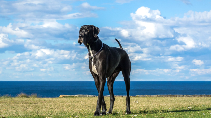 Een majestueuze Deense Dog staat trots in een weelderig groen weiland, een perfect voorbeeld van een van de grootste hondenrassen ter wereld.