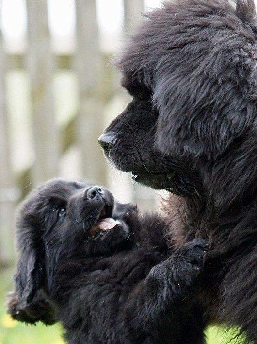 Schattige pup kijkt in de camera