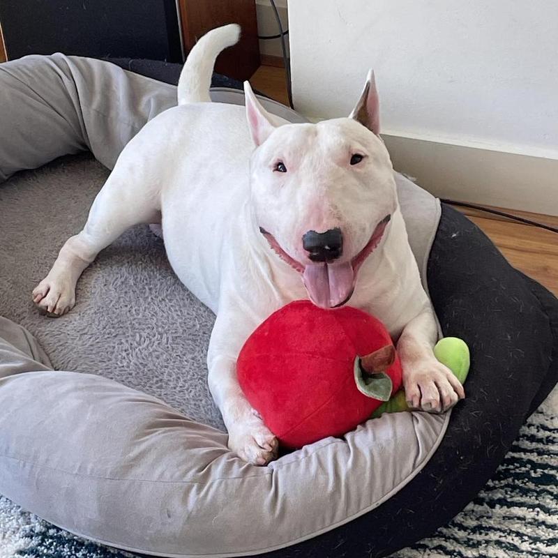 Die Miniature Bull Terrier-Rasse: Authentische Einblicke