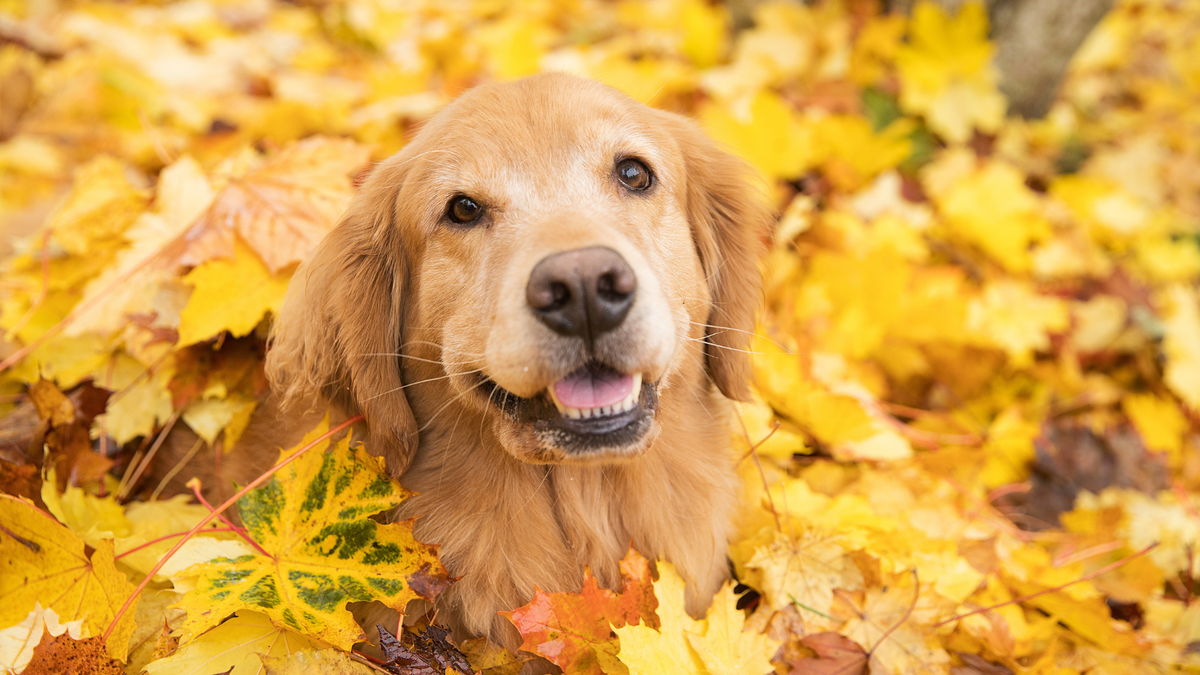 Close-up van een Golden Retriever tussen herfstbladeren