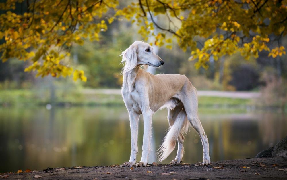 Saluki hond