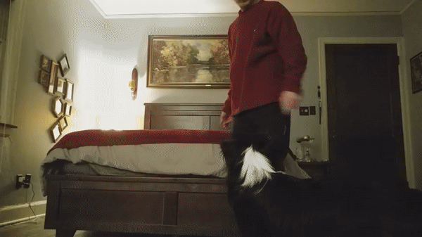 Hond leert een truc