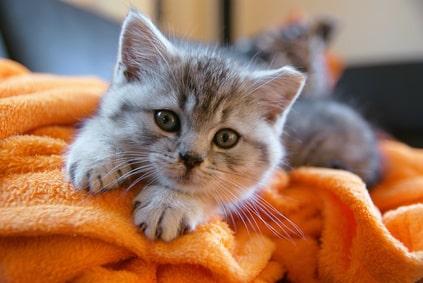 10 onmisbare tips bij het opvoeden van een kitten!