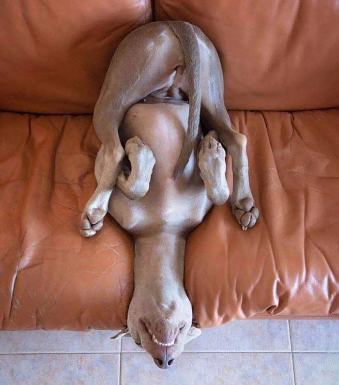 Hond slaapt in grappige houding