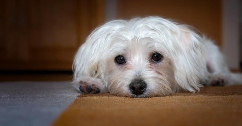 Tränenstreifen beim Hund