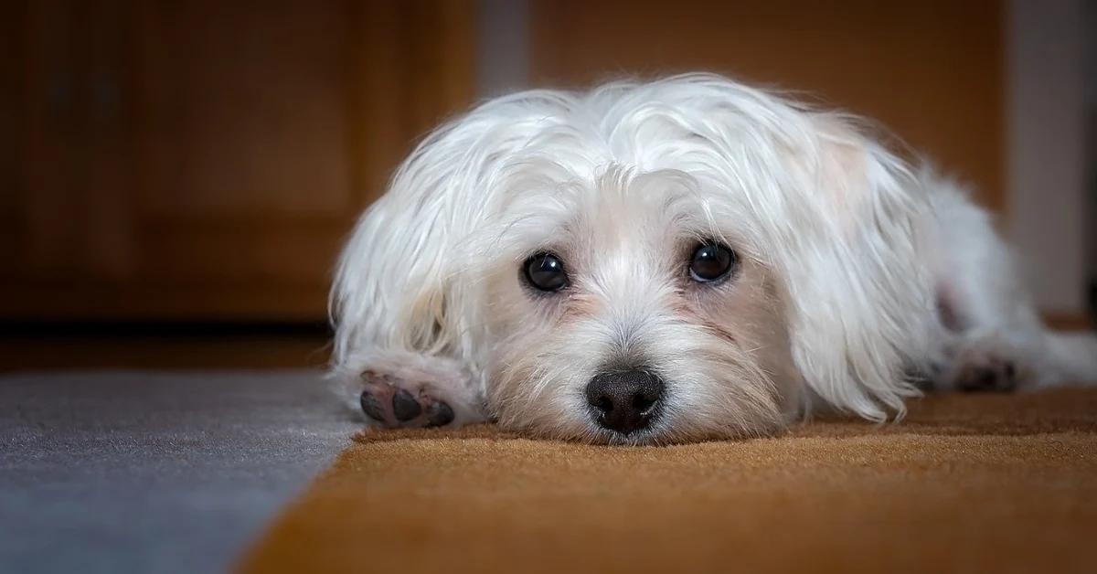 Tränenstreifen beim Hund