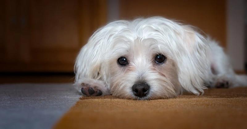 Tränenstreifen beim Hund