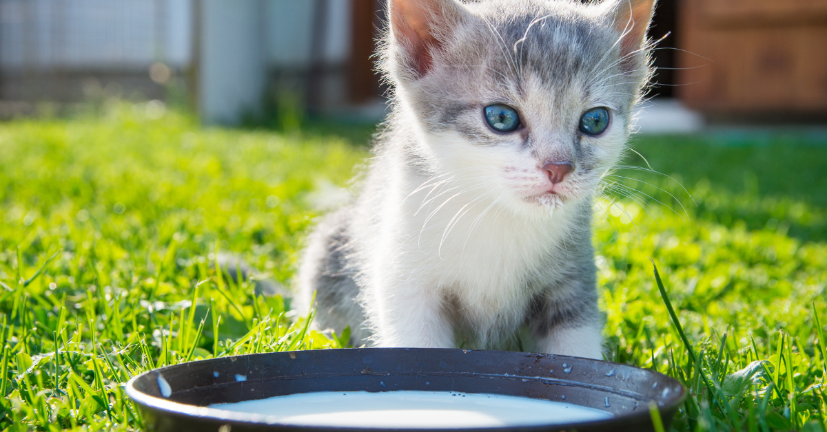Mogen katten melk? Feiten en fabels over katten en melk