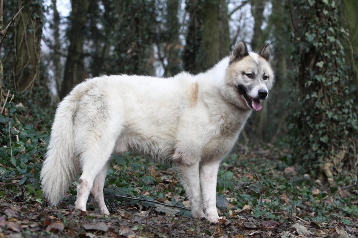 Grönlandhund im Wald, dänische Hunderasse