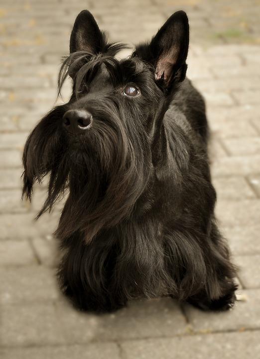 Schotse Terriër