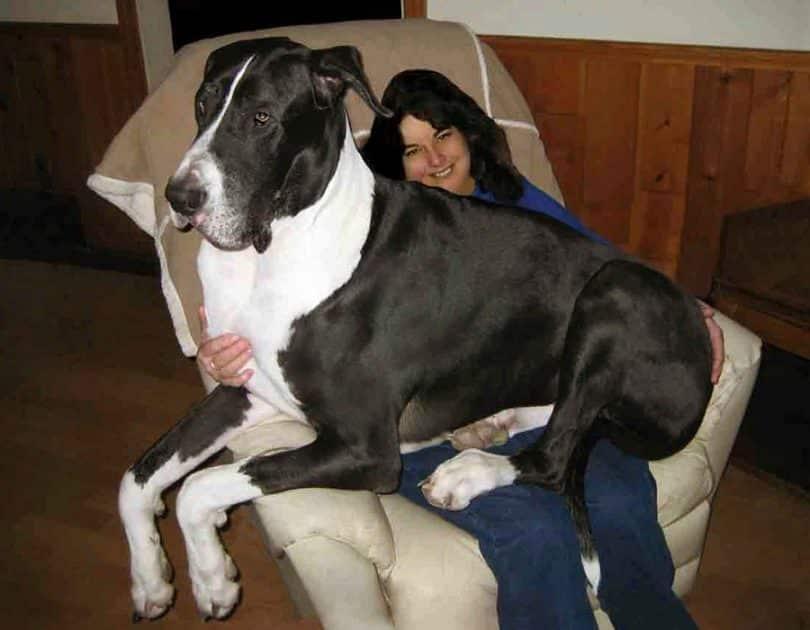 Deense Dog als knuffelmaatje op de bank