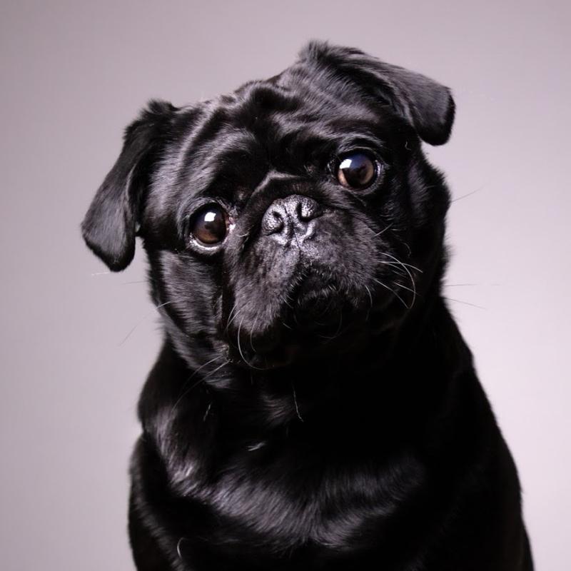 Die Mops-Rasse: Authentische Einblicke