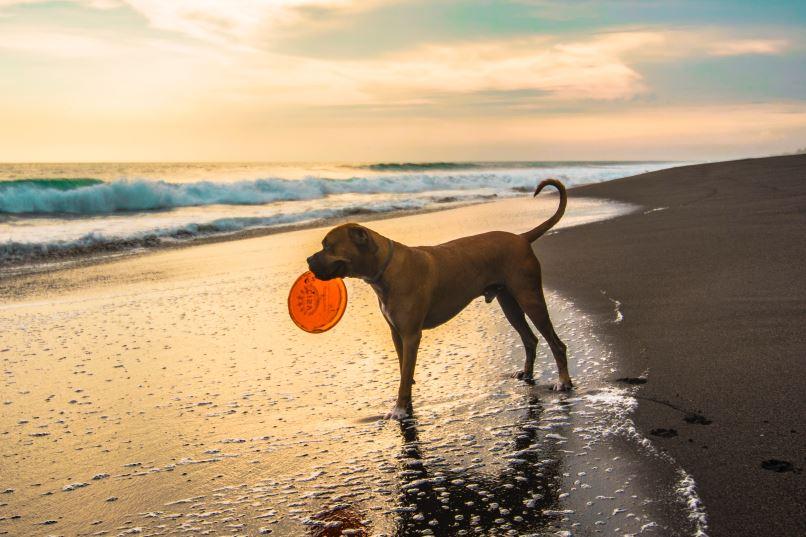Hond speelt met frisbee op het strand
