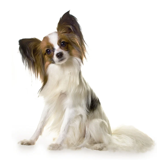 Papillon met kenmerkende vlinderoren