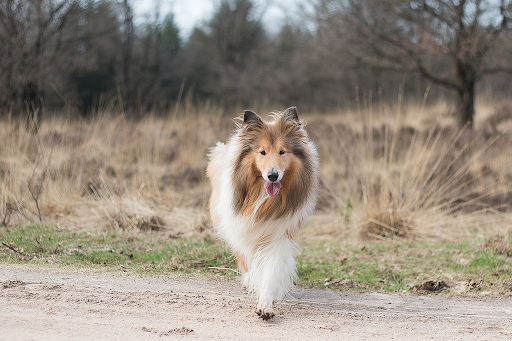 Collie hond