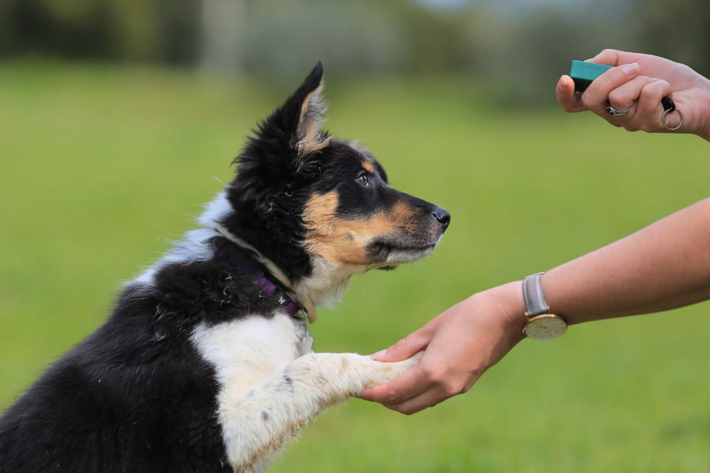 Hond traint commando met beloning