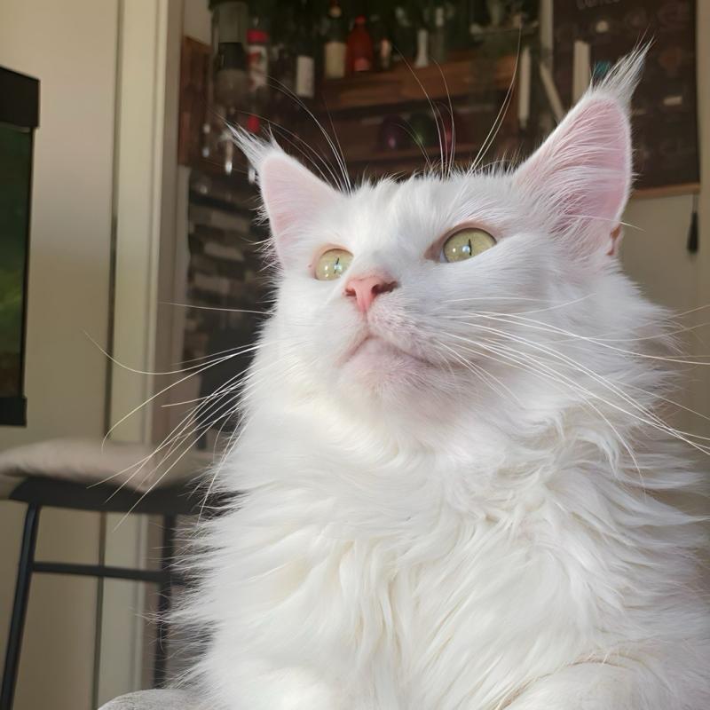10 Katzenrassen, die selbst Hundefans verzaubern können