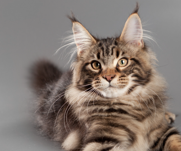Bruingestreepte Maine Coon met pluimpjes aan de oren, liggend voor een grijze achtergrond