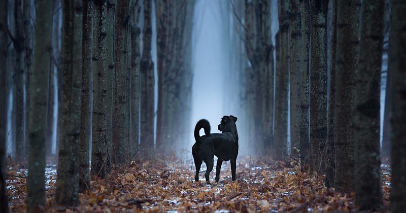 Kunnen honden geesten zien? Een onthullende blik in het paranormale gedrag van onze vierpotige vrienden!