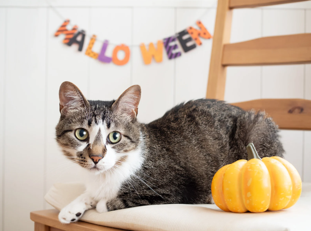 Hond met Halloween-kostuum tijdens fotoshoot