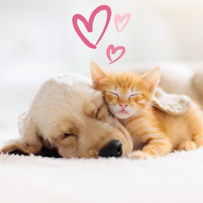 8 liefdevolle Valentijnscadeautjes voor je pluizige viervoeter!