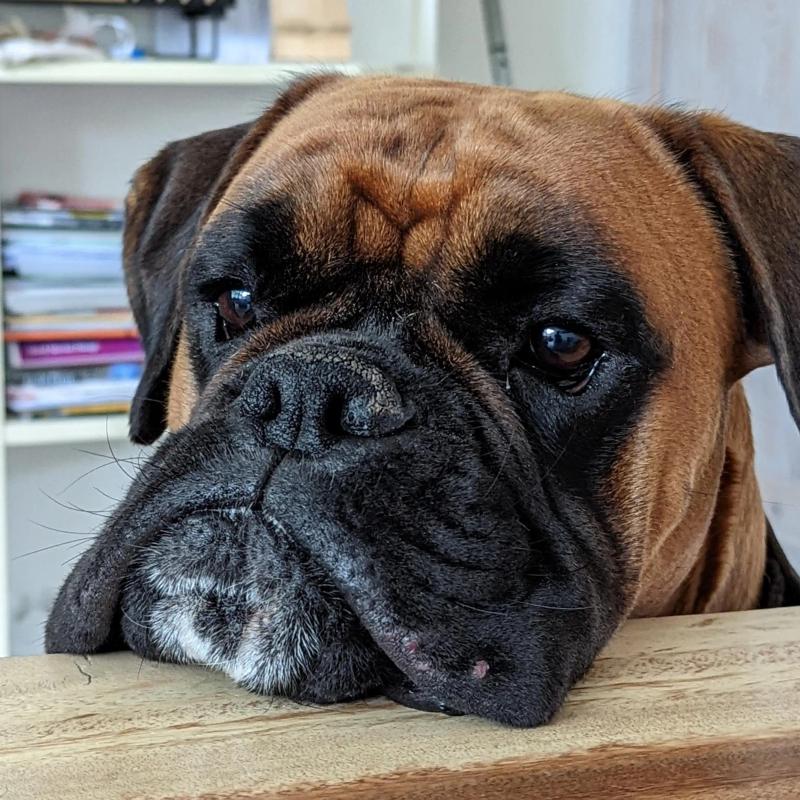 Boxer