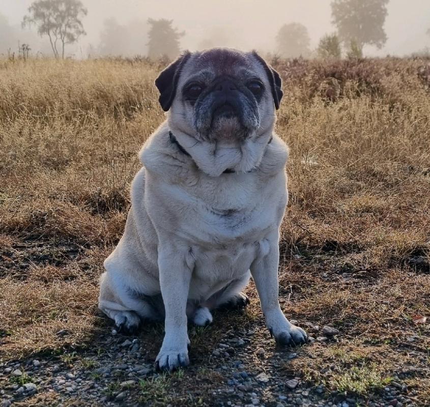 Die Mops-Rasse: Authentische Einblicke